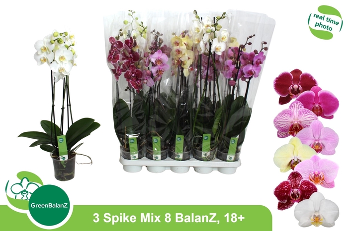 <h4>PHAL GEM 8 KL</h4>