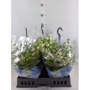 Sutera  'Scopia Gulliver Dyna Whit'