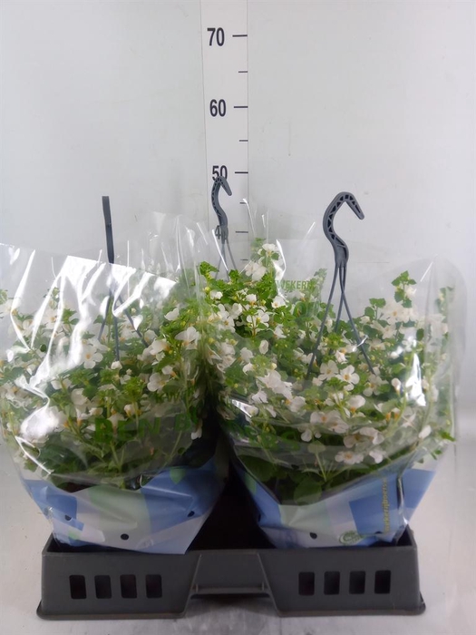 <h4>Sutera  'Scopia Gulliver Dyna Whit'</h4>