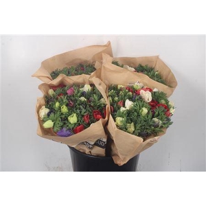 Anemone Fr. Mixed In Bunch
