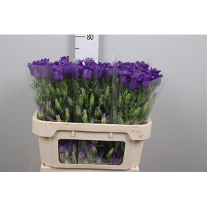 Camp M Champion Blue