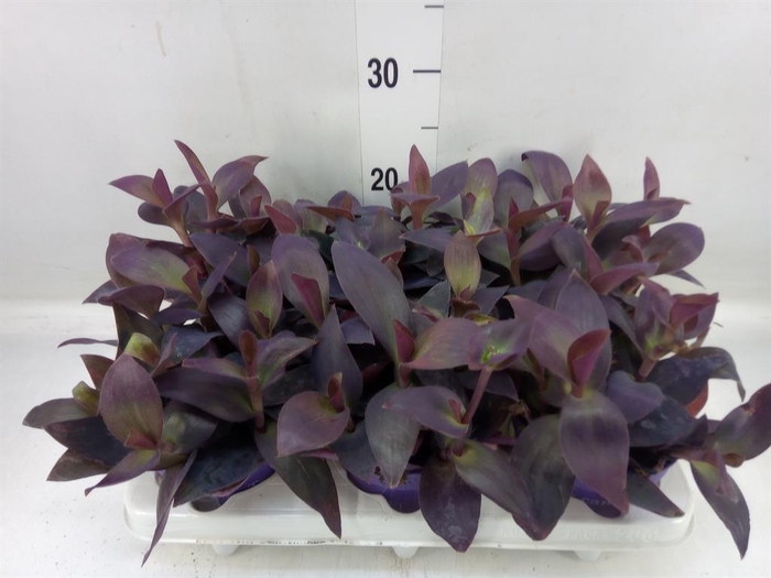 <h4>Tradescantia   ...</h4>