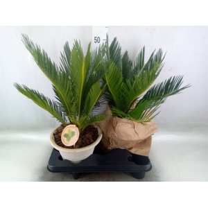 Cycas revoluta
