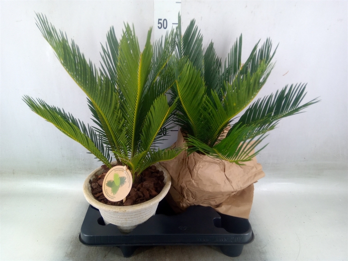 <h4>Cycas revoluta</h4>