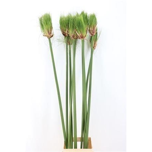 CYPERUS PAPYRUS