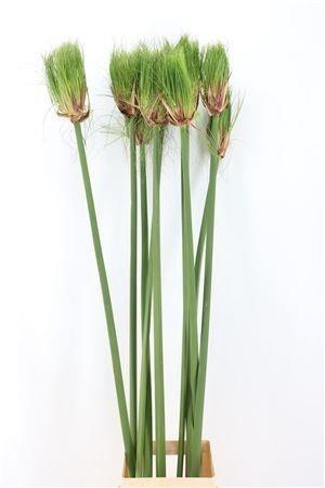 <h4>CYPERUS PAPYRUS</h4>