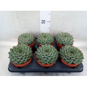 Echeveria pulidonis 'Sky Pearl'