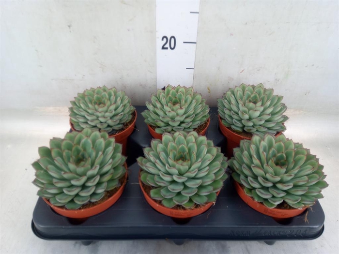 <h4>Echeveria pulidonis 'Sky Pearl'</h4>