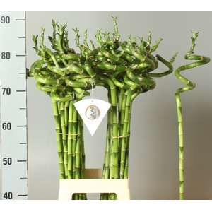 DRAC LUCKY BAMBOO