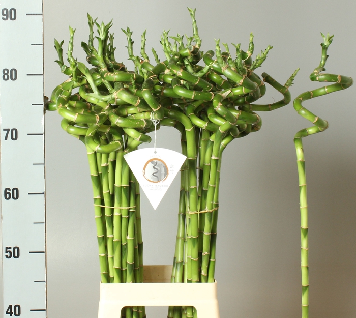 <h4>DRAC LUCKY BAMBOO</h4>