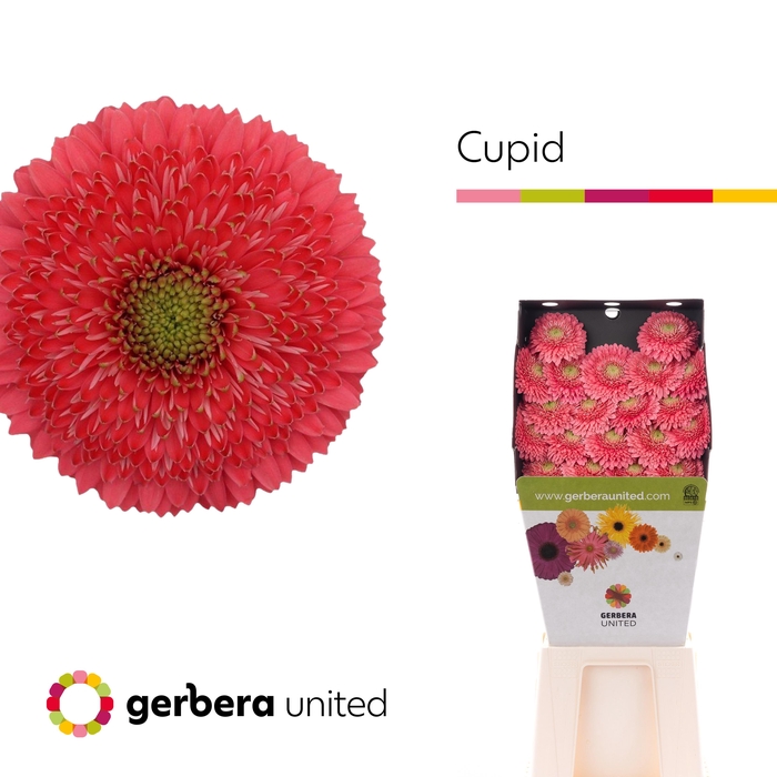 <h4>Germini Pomponi Terra Cupid Diamond</h4>