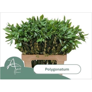 Polygonatum Multiflo