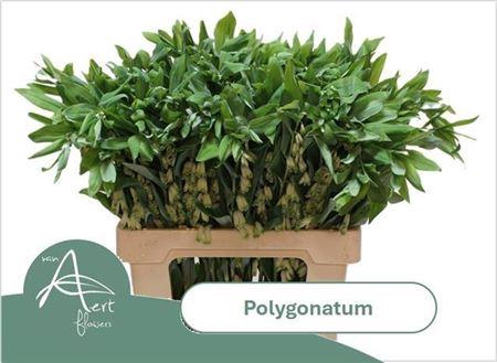 <h4>Polygonatum Multiflo</h4>