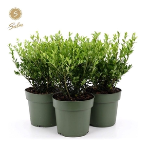 Ilex crenata 'Jenny'® P17