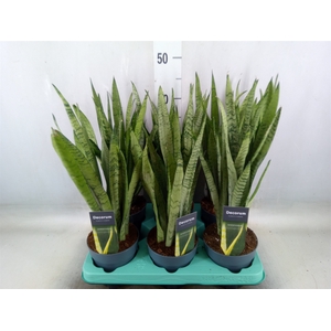 Sansevieria trifa.   ...