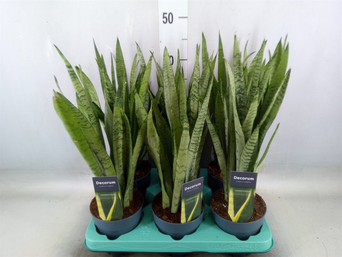 <h4>Sansevieria trifa.   ...</h4>