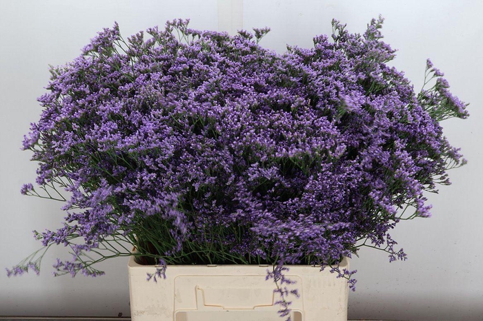 <h4>Lim Maine Blue</h4>