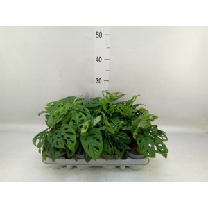 Monstera adansonii 'Aurea'