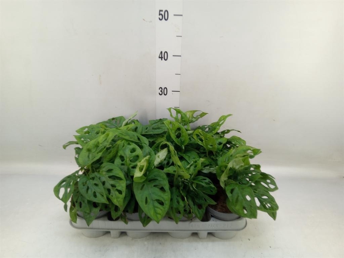 <h4>Monstera adansonii 'Aurea'</h4>