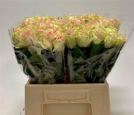 <h4>R Gr Top-gear</h4>