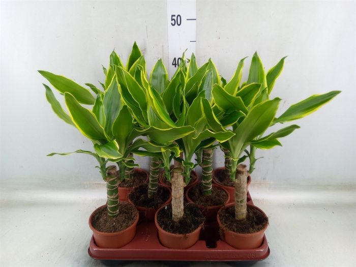 <h4>Dracaena frag. 'Golden Coast'</h4>
