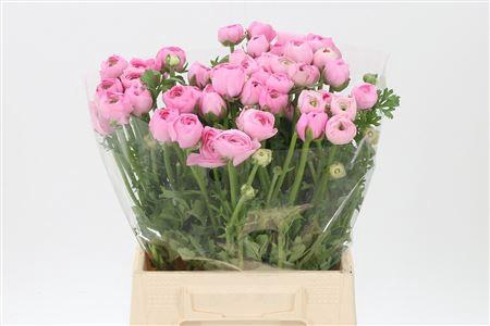 <h4>Ran El Pink</h4>