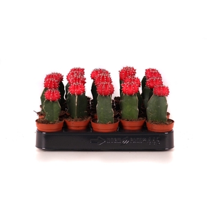 Cactus geent rood 5,5 cm