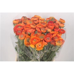 Ran El. Lambada Dark Orange Ex