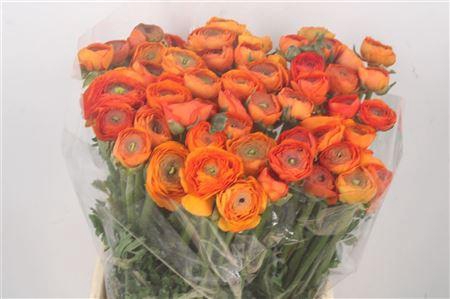 <h4>Ran El. Lambada Dark Orange Ex</h4>