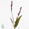 PERSICARIA FIREDANCE