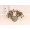vaste planten 19 cm  Geranium Orkney Cherry