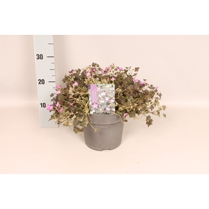 vaste planten 19 cm  Geranium Orkney Cherry