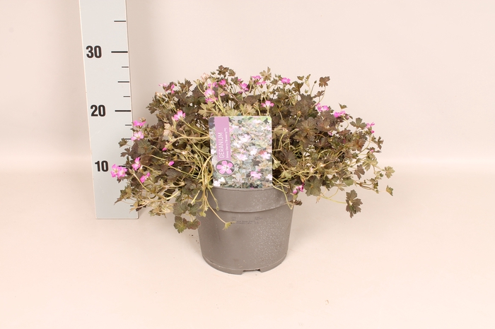 <h4>vaste planten 19 cm  Geranium Orkney Cherry</h4>