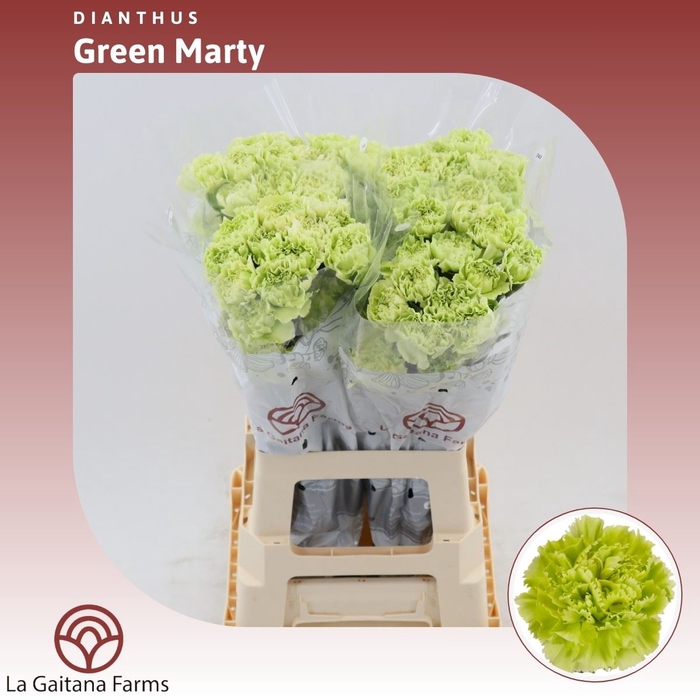 <h4>Dianthus St Green Marty</h4>