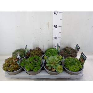 Sempervivum   ...mix