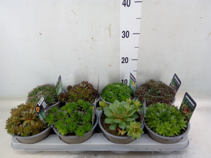 <h4>Sempervivum   ...mix</h4>