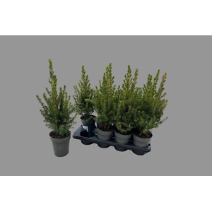 PICEA GL CONICA P13