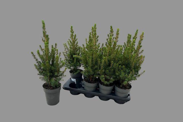 <h4>PICEA GL CONICA P13</h4>