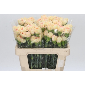 Dianthus St Apple Tea