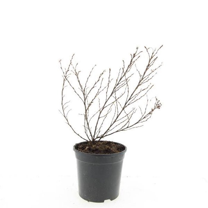 Potentilla Tangerine