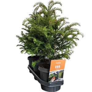 Hedgeline Taxus baccata 40-50 C3