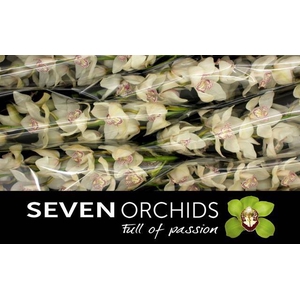 CYMB T MRS SUGAR LEE