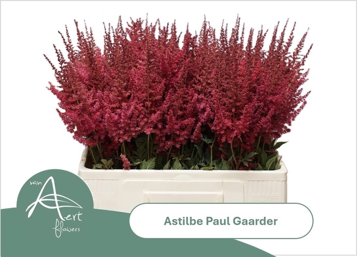 <h4>ASTIL AR PAUL GAARDE</h4>