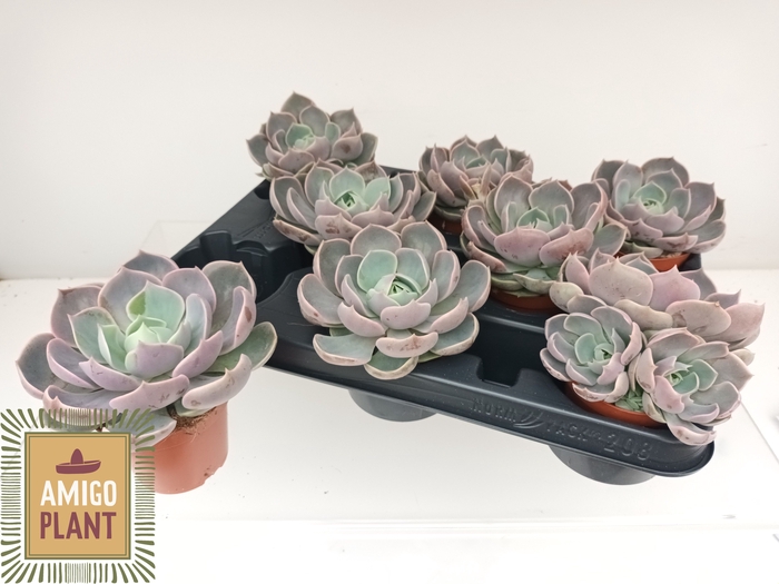 <h4>ECHEV LOTUS</h4>