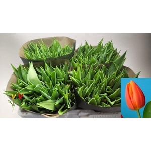 TU EN PR CATH-AMALIA