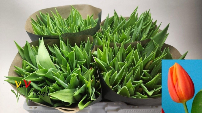 <h4>TU EN PR CATH-AMALIA</h4>