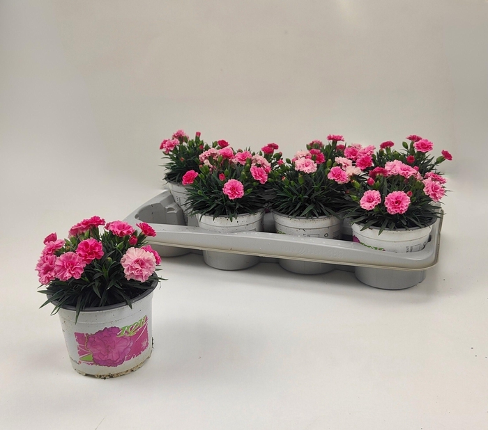 <h4>DIAN I LOVE U</h4>