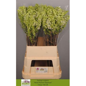 Syr V Mme Fl Stepman