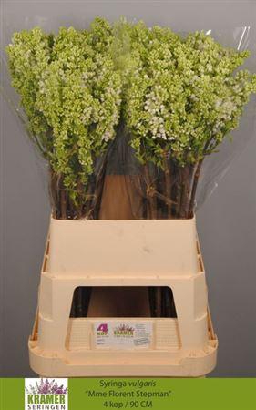 <h4>Syr V Mme Fl Stepman</h4>