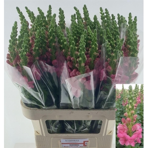 Antir Avignon Rose
